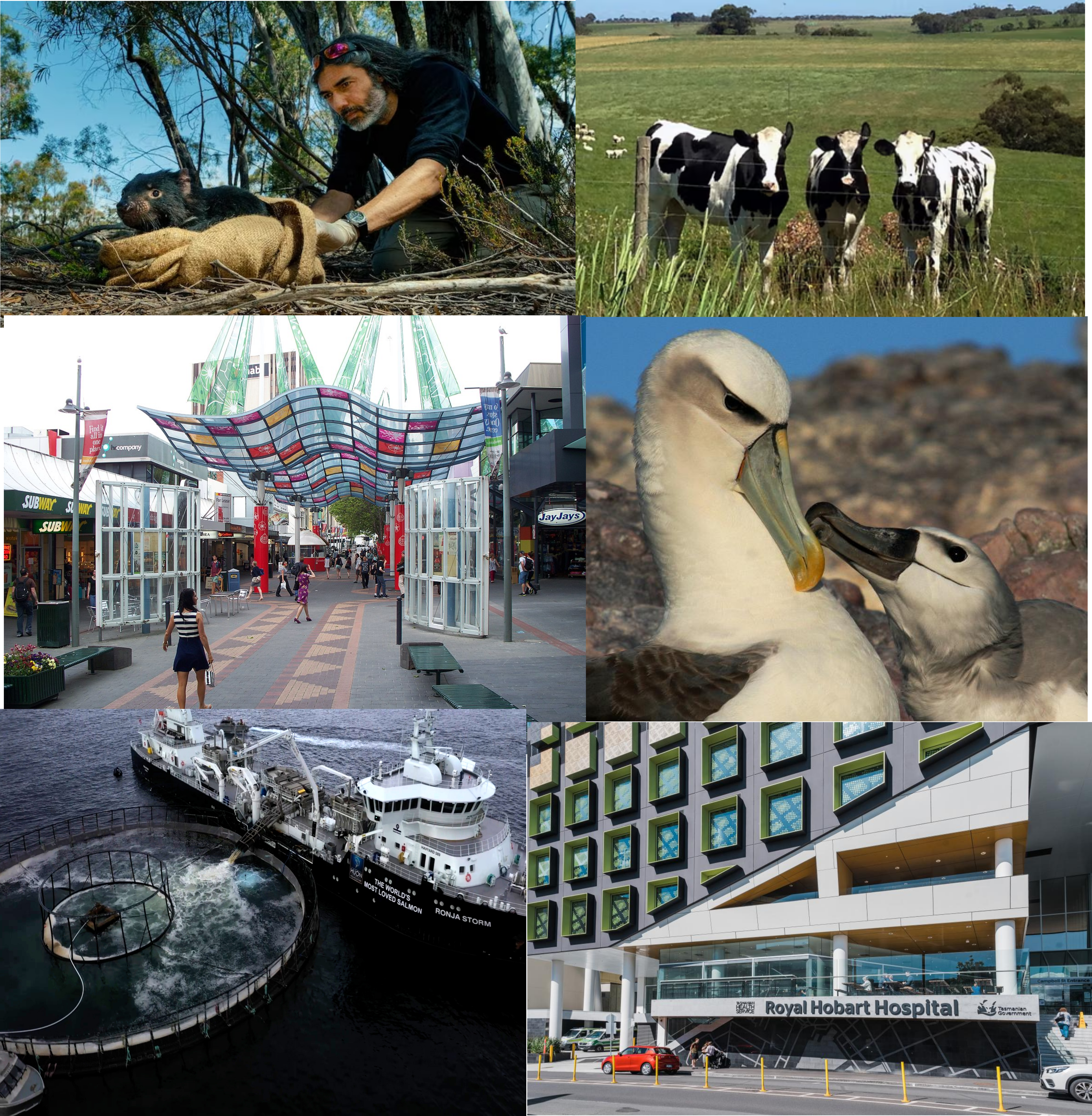 Collage of One Health images